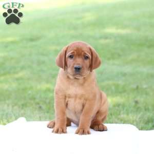 Diane, Fox Red Labrador Retriever Puppy